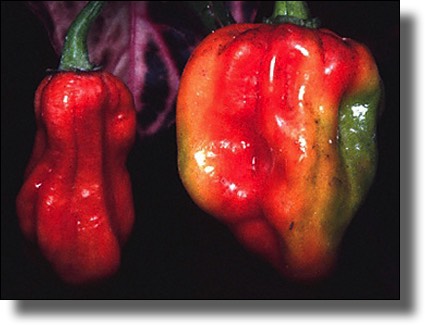 Hot peppers, piments, Creole cooking terms Guadeloupe, Martinique, St. Barthélemy, St. Martin, Les Saintes and Marie-Galante