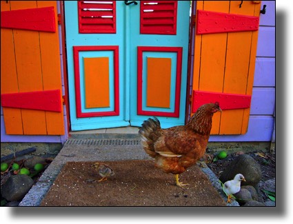 Chickens by the entry, Guadeloupe, French, Caribbean, Island
