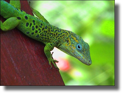 Colorful lizard, Guadeloupe, French, Caribbean, Island