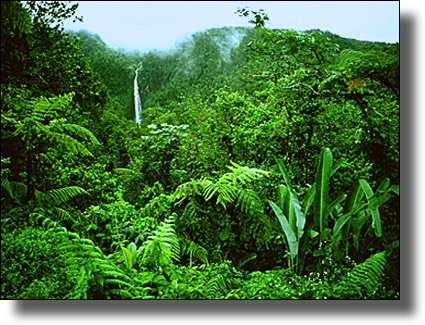 Chute, rainforest, Guadeloupe, French, Caribbean, Island