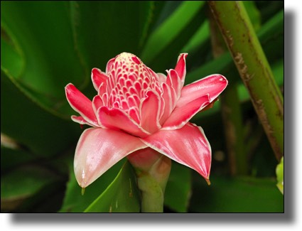Blossom, Guadeloupe, French, Caribbean, Island