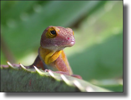 anoli, lizard, Les Saintes, Iles des Saintes, Guadeloupe