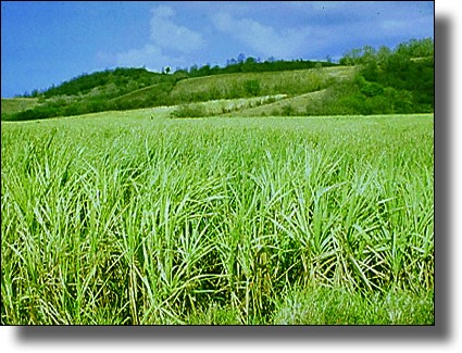 Canefields, Marie-Galante, Guadeloupe, French West Indies, Caribbean Island