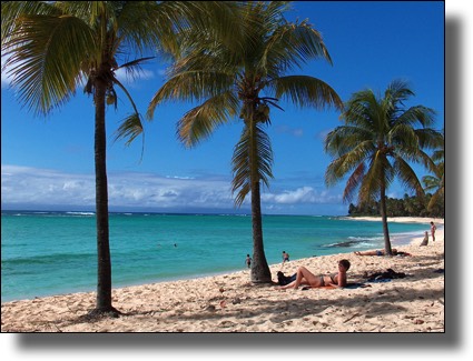 beach, palms, Marie-Galante, Guadeloupe, French West Indies, Caribbean Island