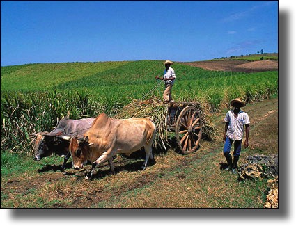 oxen, cart, charrette, Marie-Galante, Guadeloupe, French West Indies, Caribbean Island