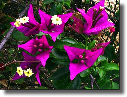 purple flowers, Marie-Galante, Guadeloupe, French West Indies, Caribbean Island