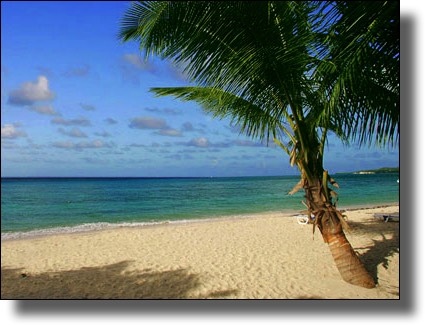 Palm tree on white sand beach, Marie-Galante, Guadeloupe, Vacation Villa Rental, French West Indies, Caribbean Island