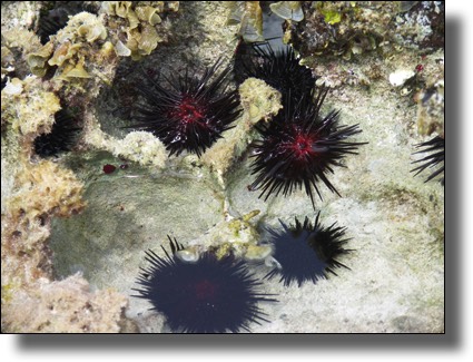 St. Barthelemy (St. Barts, St. Barth) sea urchins, sunblock, sunscreen