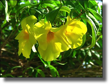 Saint Martin, St. Martin, French, Caribbean, Dutch, Sint Maarten, St. Marteen yellow flowers, climate, weather