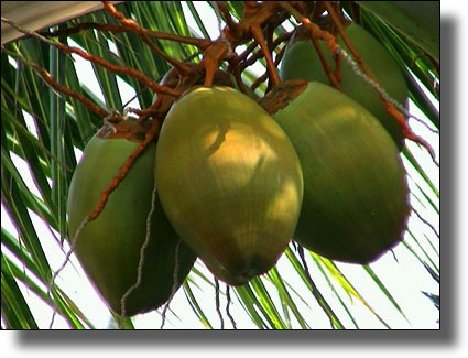 Saint Martin, St. Martin, French, Caribbean, Dutch, Sint Maarten, St. Marteen, coconut palm