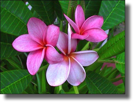 Pink flowers with green leaves in the Caribbean